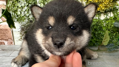 販売中の北海道の柴犬-301664の2枚目