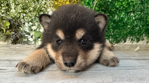 成約済の北海道の柴犬-301660の6枚目