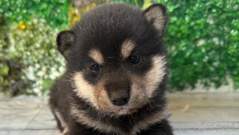 成約済の北海道の柴犬-301660の4枚目