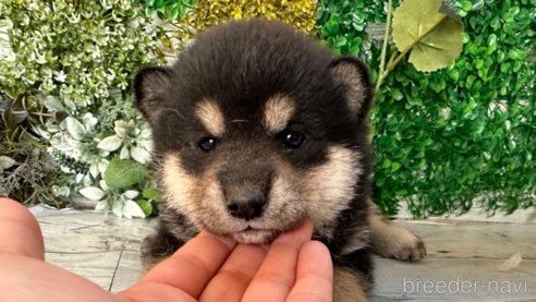 成約済の北海道の柴犬-301660の3枚目
