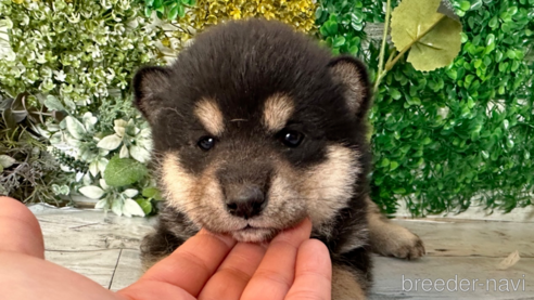 販売中の北海道の柴犬-301660の3枚目