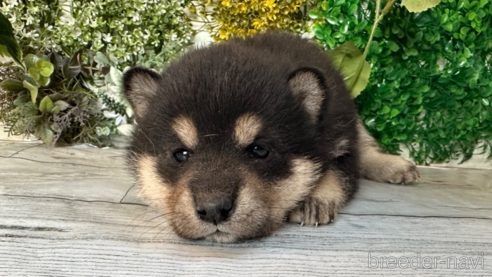 成約済の北海道の柴犬-301660の2枚目