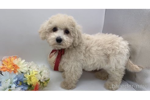 成約済の東京都のミックス犬-298406の38枚目