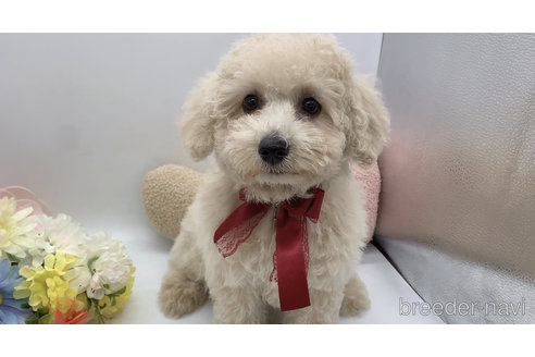 成約済の東京都のミックス犬-298406の39枚目