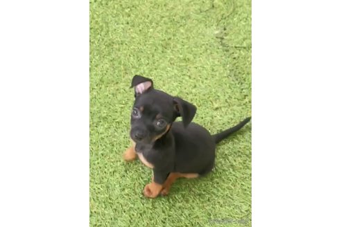 成約済の福岡県のミックス犬-302544の2枚目