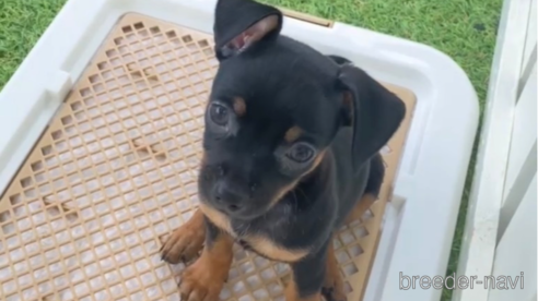 成約済の福岡県のミックス犬-302544の1枚目