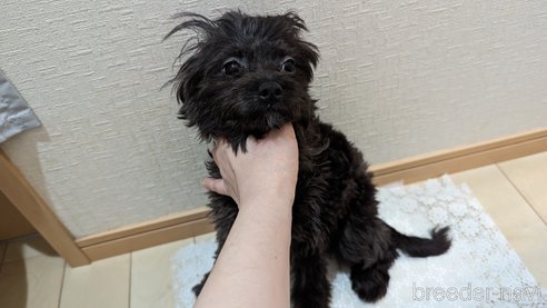 成約済の広島県のチワプー:チワワ×トイプードル-271215の28枚目