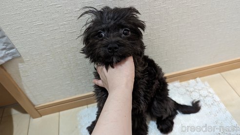 成約済の広島県のチワプー:チワワ×トイプードル-271215の29枚目