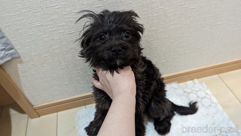 成約済の広島県のチワプー:チワワ×トイプードル-271215の30枚目