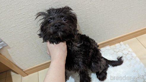 成約済の広島県のチワプー:チワワ×トイプードル-271215の26枚目