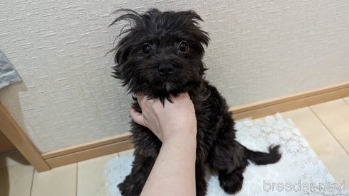 成約済の広島県のチワプー:チワワ×トイプードル-271215の27枚目