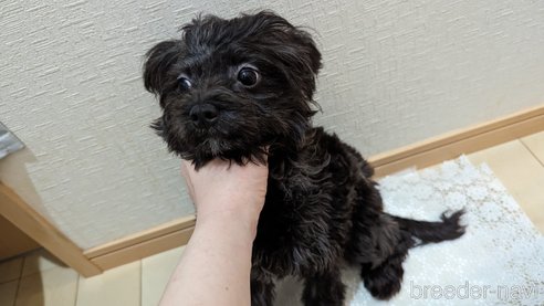 成約済の広島県のチワプー:チワワ×トイプードル-271215の24枚目