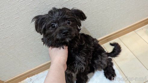 成約済の広島県のチワプー:チワワ×トイプードル-271215の23枚目