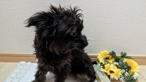 成約済の広島県のチワプー:チワワ×トイプードル-271213の55枚目