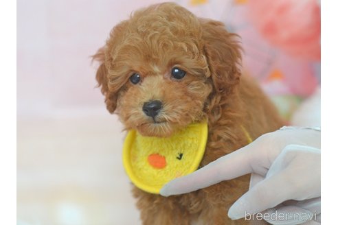 成約済の埼玉県のタイニープードル-294685の15枚目