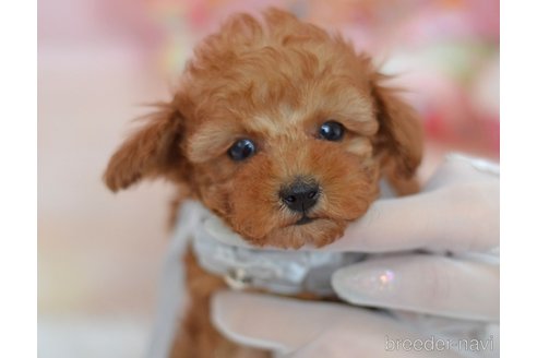 成約済の埼玉県のティーカッププードル-300134の5枚目