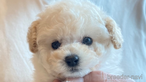 子犬