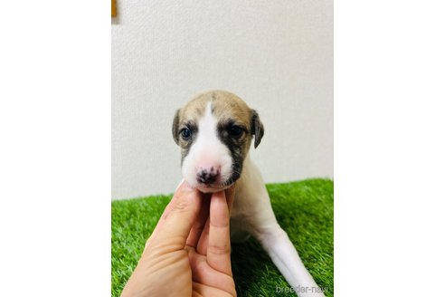 成約済の愛知県のウィペット-304165の4枚目