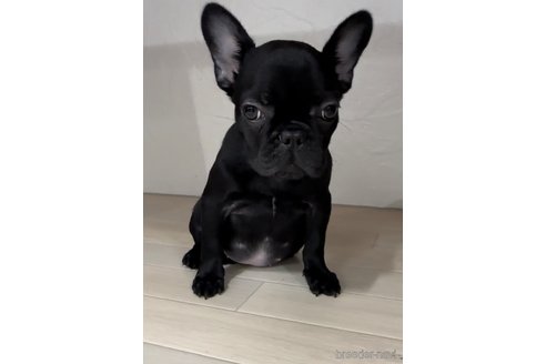 成約済の福岡県のフレンチブルドッグ-296769の2枚目
