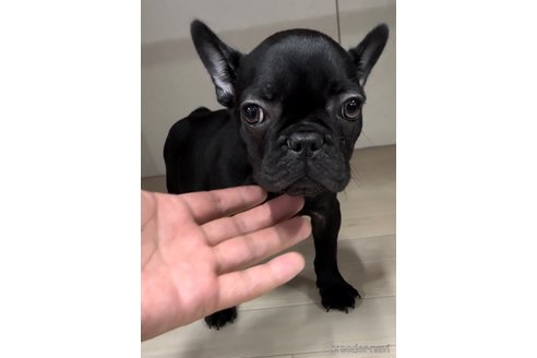 成約済の福岡県のフレンチブルドッグ-296769の3枚目