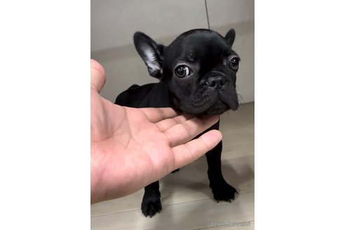 成約済の福岡県のフレンチブルドッグ-296769の4枚目