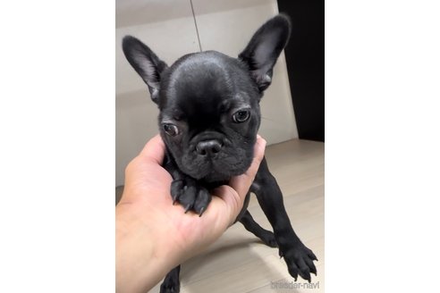 成約済の福岡県のフレンチブルドッグ-296769の5枚目