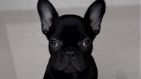 成約済の福岡県のフレンチブルドッグ-296769の1枚目