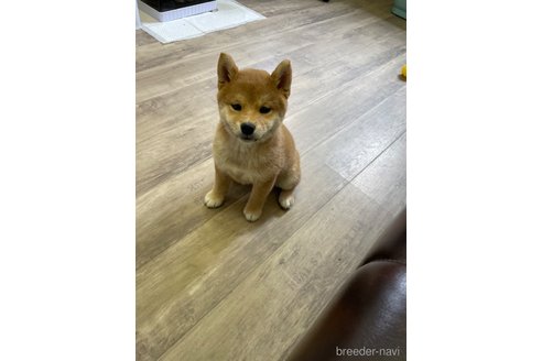 販売中の滋賀県の柴犬-296809の4枚目