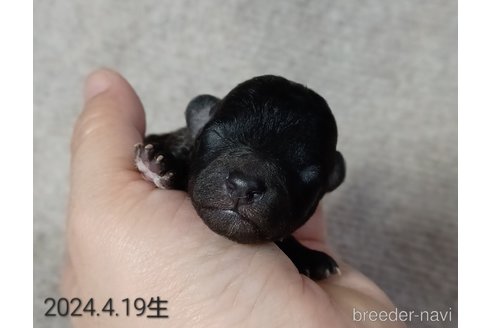 成約済の大阪府のトイプードル-306893の5枚目