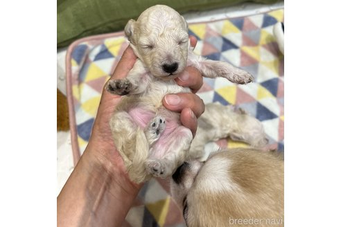 成約済の愛知県のタイニープードル-305382の91枚目