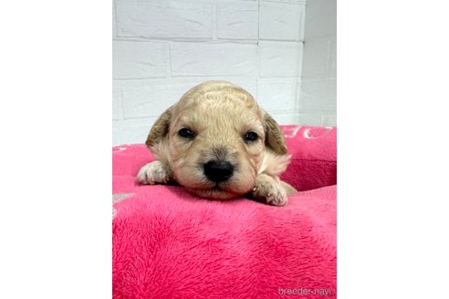 成約済の愛知県のトイプードル-306363の8枚目