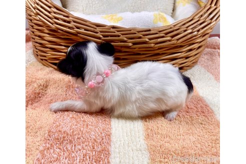 成約済の埼玉県のチワマル:チワワ×マルチーズ-305566の5枚目