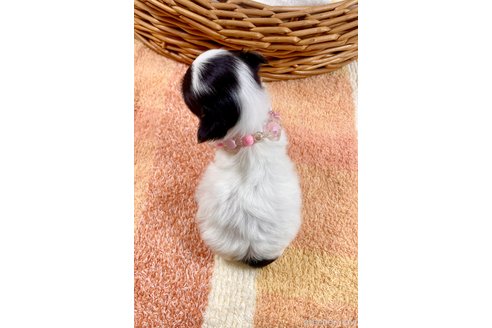 成約済の埼玉県のチワマル:チワワ×マルチーズ-305566の4枚目