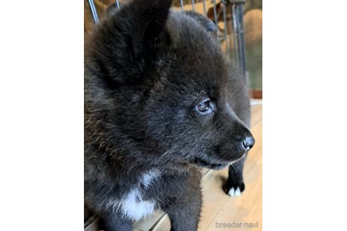 成約済の千葉県のミックス犬-305838の12枚目