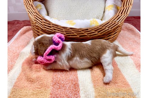 成約済の埼玉県のキャバリアキングチャールズスパニエル-307001の5枚目