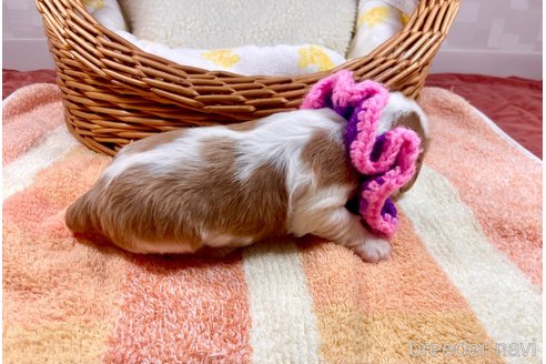 成約済の埼玉県のキャバリアキングチャールズスパニエル-307001の3枚目