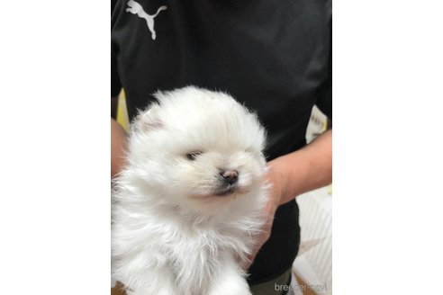 成約済の香川県のポメラニアン-301594の5枚目
