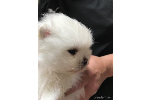 成約済の香川県のポメラニアン-301594の4枚目