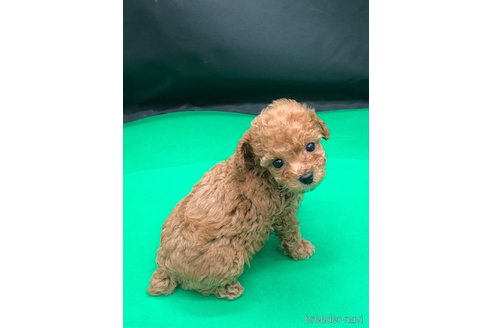 成約済の兵庫県のトイプードル-307031の7枚目