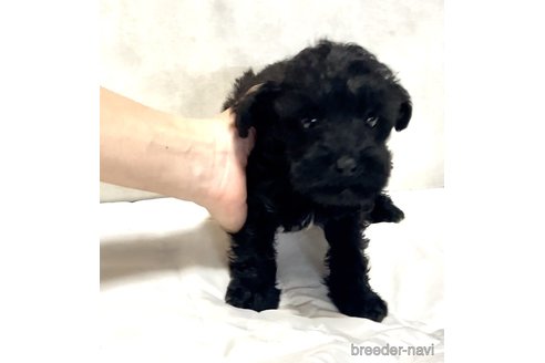 成約済の奈良県のミックス犬-301886の20枚目