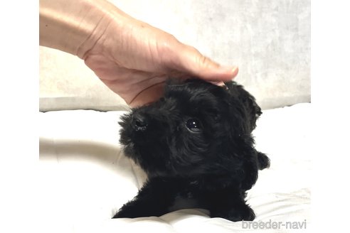 成約済の奈良県のミックス犬-301886の19枚目