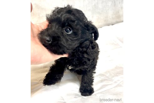 成約済の奈良県のミックス犬-301886の17枚目