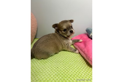 成約済の山口県のチワワ(ロングコート)-307075の4枚目