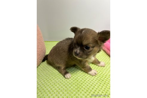 成約済の山口県のチワワ(ロングコート)-307076の9枚目