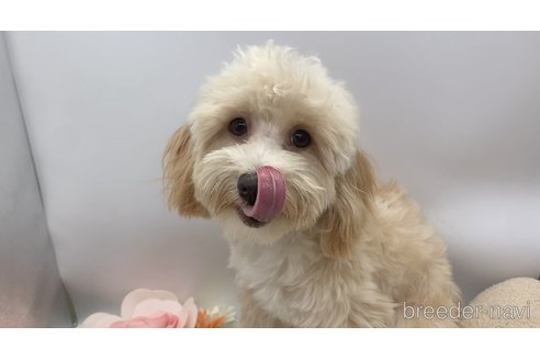 成約済の東京都のミックス犬-271813の8枚目