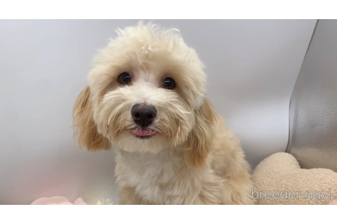 成約済の東京都のミックス犬-271813の7枚目