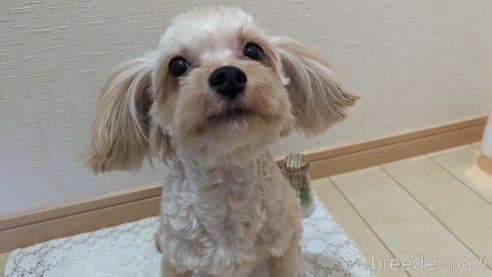 成約済の広島県のチワプー:チワワ×トイプードル-271216の32枚目
