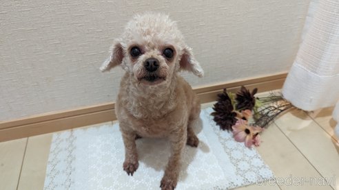 成約済の広島県のタイニープードル-301761の18枚目