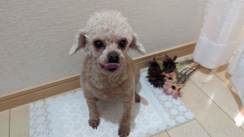 成約済の広島県のタイニープードル-301761の17枚目