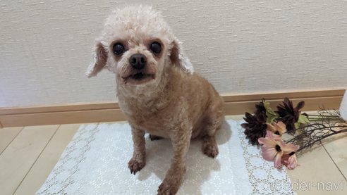 成約済の広島県のタイニープードル-301761の16枚目